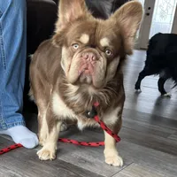 Donald, a male French Bulldog for sale in Camdenton, MO – Photo 1 of 5