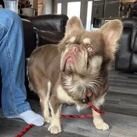 Donald, a male French Bulldog for sale in Camdenton, MO – Photo 4 of 5