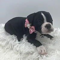 Zinnia, a female Olde English Bulldogge for sale in Camdenton, MO – Photo 3 of 4