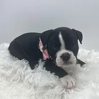 Zinnia, a female Olde English Bulldogge for sale in Camdenton, MO – Photo 2 of 4