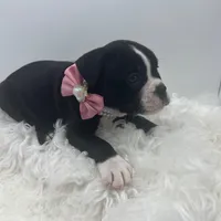 Zinnia, a female Olde English Bulldogge for sale in Camdenton, MO – Photo 1 of 4