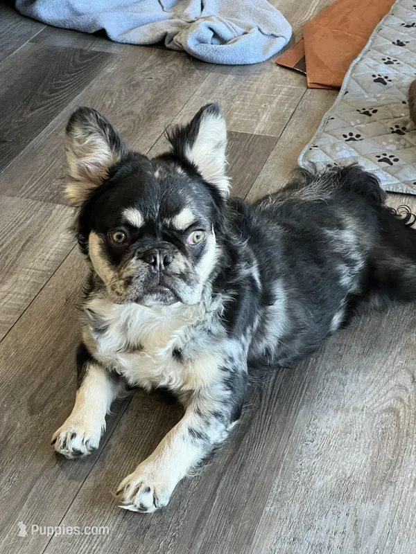Swish – French Bulldog puppy for sale in Camdenton, MO