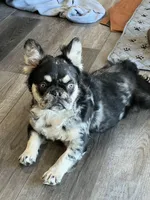 Swish, a male French Bulldog for sale in Camdenton, MO – 1 of 5
