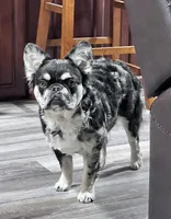 Swish, a male French Bulldog for sale in Camdenton, MO – 4 of 5