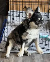 Swish, a male French Bulldog for sale in Camdenton, MO – 5 of 5