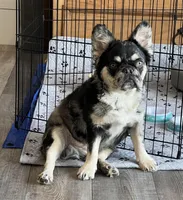 Swish, a male French Bulldog for sale in Camdenton, MO – 2 of 5