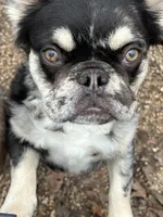 Swish, a male French Bulldog for sale in Camdenton, MO – 3 of 5