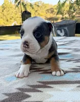 Jerimiah, a male Olde English Bulldogge for sale in Camdenton, MO – 4 of 5