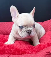 Yo-yo , a male French Bulldog for sale in Camdenton, MO – 4 of 7