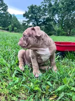Rex, a male Olde English Bulldogge for sale in Camdenton, MO – 7 of 7