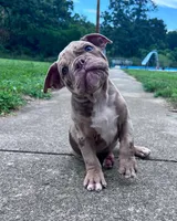 Rex, a male Olde English Bulldogge for sale in Camdenton, MO – 5 of 7
