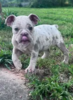 Lila, a female Olde English Bulldogge for sale in Camdenton, MO – 3 of 8