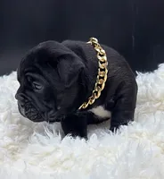 Jag, a male Olde English Bulldogge for sale in Camdenton, MO – 3 of 3