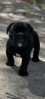 Jag, a male Olde English Bulldogge for sale in Camdenton, MO – 4 of 5