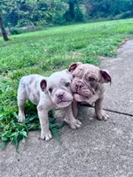 Lila, a female Olde English Bulldogge for sale in Camdenton, MO – 8 of 8