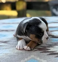Jerimiah, a male Olde English Bulldogge for sale in Camdenton, MO – 1 of 5