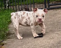 Lila, a female Olde English Bulldogge for sale in Camdenton, MO – 2 of 8