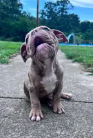 Rex, a male Olde English Bulldogge for sale in Camdenton, MO – 6 of 7
