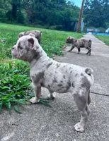 Lila, a female Olde English Bulldogge for sale in Camdenton, MO – 7 of 8