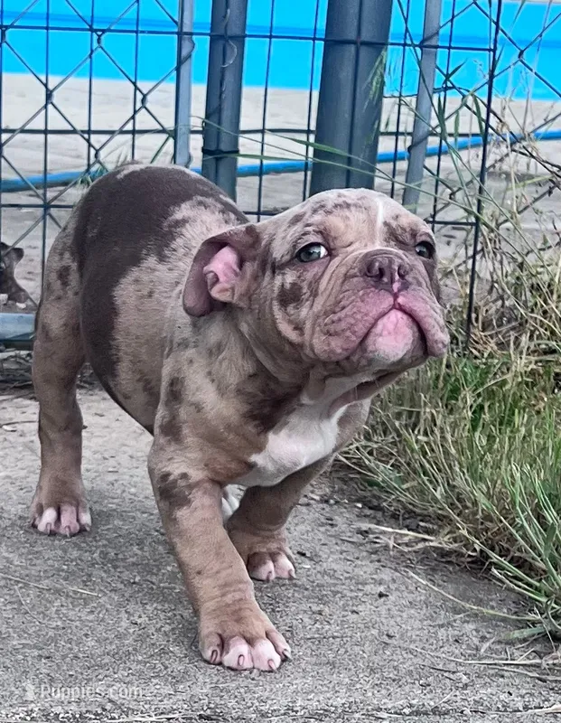 Rex – Olde English Bulldogge puppy for sale in Camdenton, MO