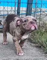 Rex, a male Olde English Bulldogge for sale in Camdenton, MO – 1 of 7