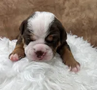 Sparrow, a female Olde English Bulldogge for sale in Camdenton, MO – Photo 3 of 5