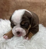 Sparrow, a female Olde English Bulldogge for sale in Camdenton, MO – Photo 4 of 5