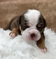 Sparrow, a female Olde English Bulldogge for sale in Camdenton, MO – Photo 1 of 5