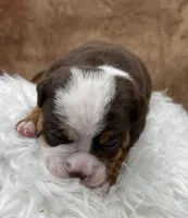 Sparrow, a female Olde English Bulldogge for sale in Camdenton, MO – Photo 5 of 5