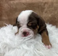 Sparrow, a female Olde English Bulldogge for sale in Camdenton, MO – Photo 2 of 5