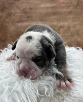 Clyde, a male Olde English Bulldogge for sale in Camdenton, MO – Photo 5 of 6