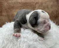 Clyde, a male Olde English Bulldogge for sale in Camdenton, MO – Photo 2 of 6