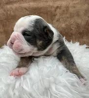 Clyde, a male Olde English Bulldogge for sale in Camdenton, MO – Photo 4 of 6