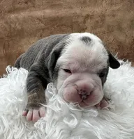 Clyde, a male Olde English Bulldogge for sale in Camdenton, MO – Photo 3 of 6