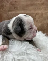 Clyde, a male Olde English Bulldogge for sale in Camdenton, MO – Photo 6 of 6