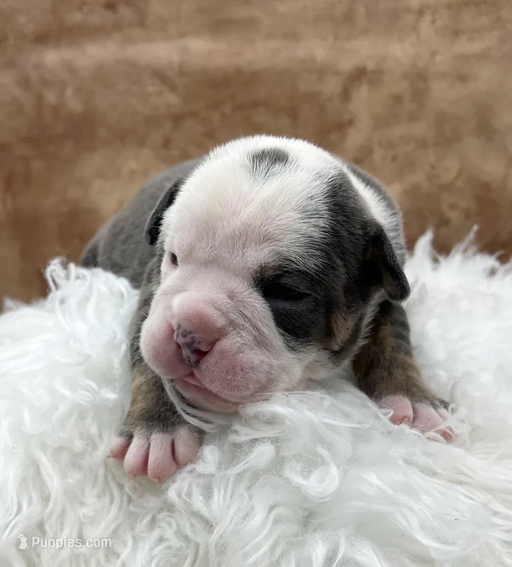 Clyde – Olde English Bulldogge puppy for sale in Camdenton, MO