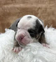 Clyde, a male Olde English Bulldogge for sale in Camdenton, MO – Photo 1 of 6