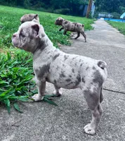 Lila, a female Olde English Bulldogge for sale in Camdenton, MO – 6 of 8