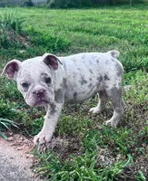 Lila, a female Olde English Bulldogge for sale in Camdenton, MO – 4 of 8
