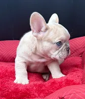 Yo-yo , a male French Bulldog for sale in Camdenton, MO – 2 of 7