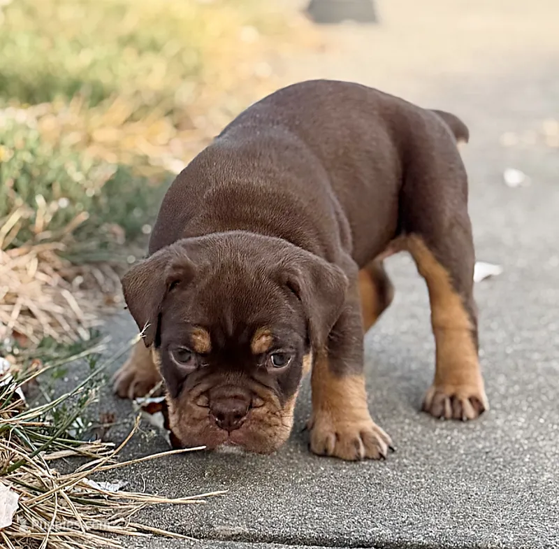 Sassy – Olde English Bulldogge puppy for sale in Camdenton, MO