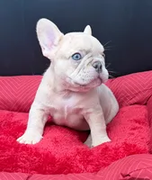 Yo-yo , a male French Bulldog for sale in Camdenton, MO – 7 of 7