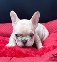 Yo-yo , a male French Bulldog for sale in Camdenton, MO – 1 of 7
