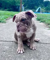 Rex, a male Olde English Bulldogge for sale in Camdenton, MO – 4 of 7