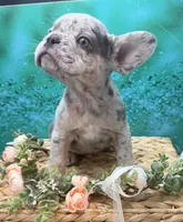 Rolex, a male French Bulldog for sale in Camdenton, MO – 4 of 5