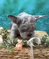 Rolex, a male French Bulldog for sale in Camdenton, MO – 2 of 5