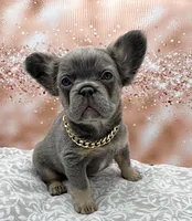 Repo, a male French Bulldog for sale in Camdenton, MO – Photo 1 of 3