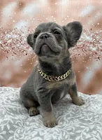 Repo, a male French Bulldog for sale in Camdenton, MO – Photo 3 of 3