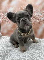 Repo, a male French Bulldog for sale in Camdenton, MO – Photo 2 of 3