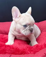 Yo-yo , a male French Bulldog for sale in Camdenton, MO – 3 of 7